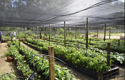  Embasa doa mais de sete mil plantas nativas para prefeitura de Barra do Choça