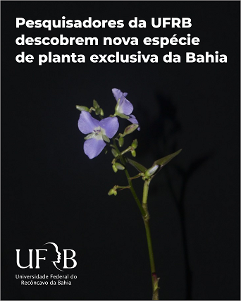  Pesquisadores da UFRB descobrem nova espécie de planta exclusiva da Bahia