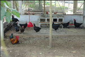  Uesb é a primeira universidade brasileira a se comprometer em abolir gaiolas na criação de aves