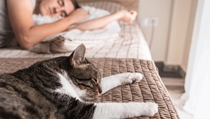 Enigmas Felinos: Por que os gatos são mestres em dormir aos nossos pés?