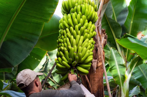 Dia da Banana: Segundo maior produtor do Brasil, Estado da Bahia investe em irrigação e tecnologia