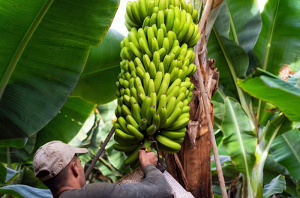  Dia da Banana: Segundo maior produtor do Brasil, Estado da Bahia investe em irrigação e tecnologia