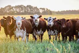 Argentina: produtores de leite recebem o menor preço do mundo por sua produção