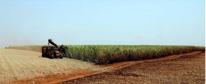 Produção de açúcar do centro-sul do Brasil cresce 31% na 1ª quinzena, acima da expectativa