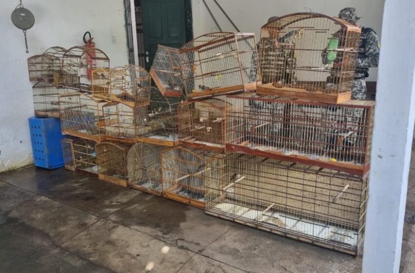 Aves silvestres foram apreendidas em ação conjunta do Meio Ambiente e da Guarda Municipal
