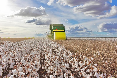 Nordeste amplia cultivo de algodão e desafia eixo Centro-Oeste