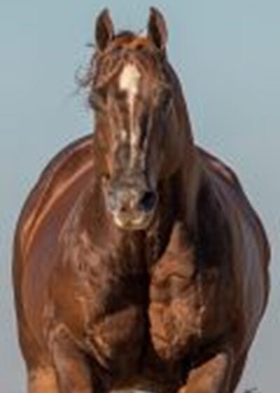 Nova rodada de investimentos em genética de Pop Resortfigure, o primeiro Superhorse no Brasil