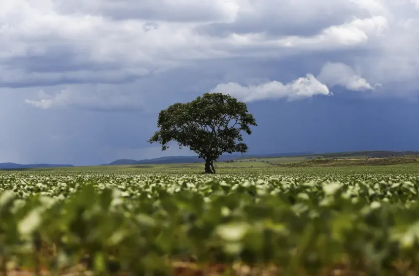  Crédito rural: Região Sul lidera liberação de recursos e Nordeste registra maior valor médio na safra 2026/2027
